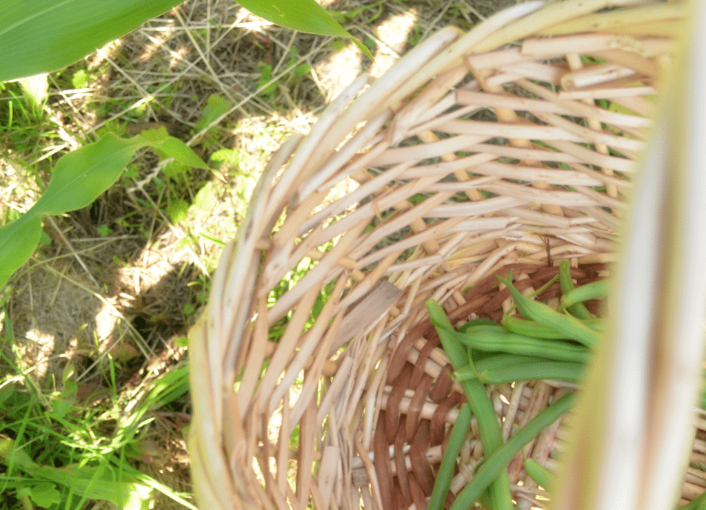 Green Beans in Basket