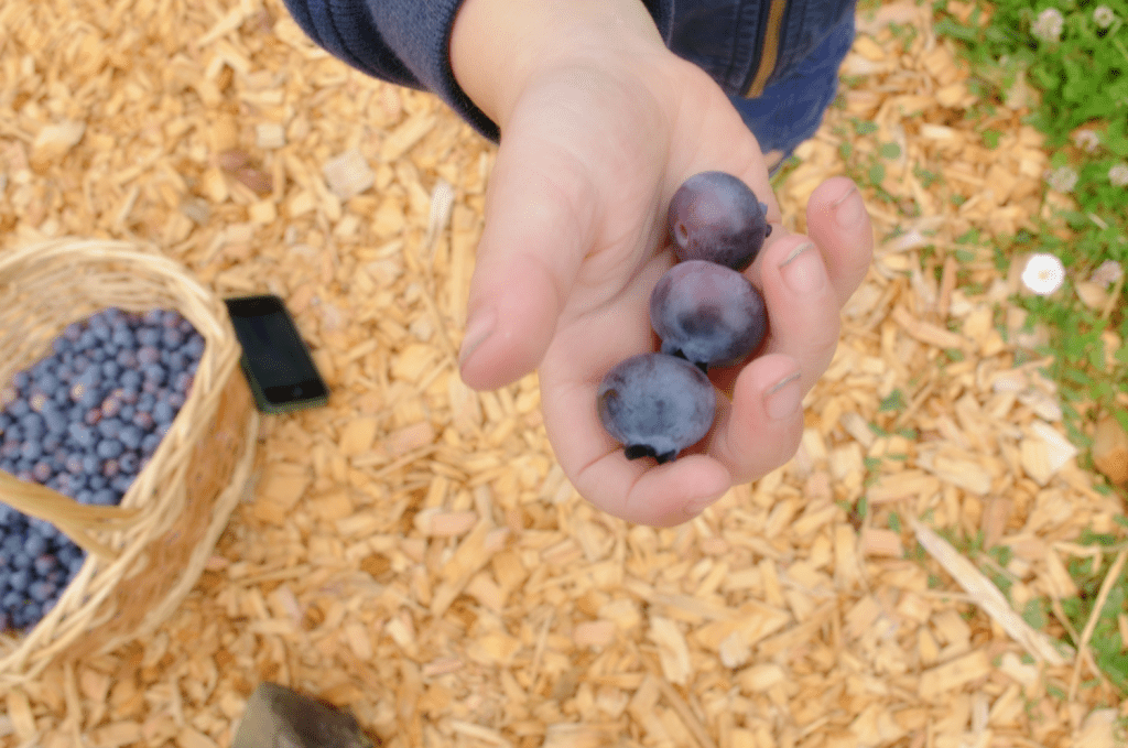 Little hands holding blueberries