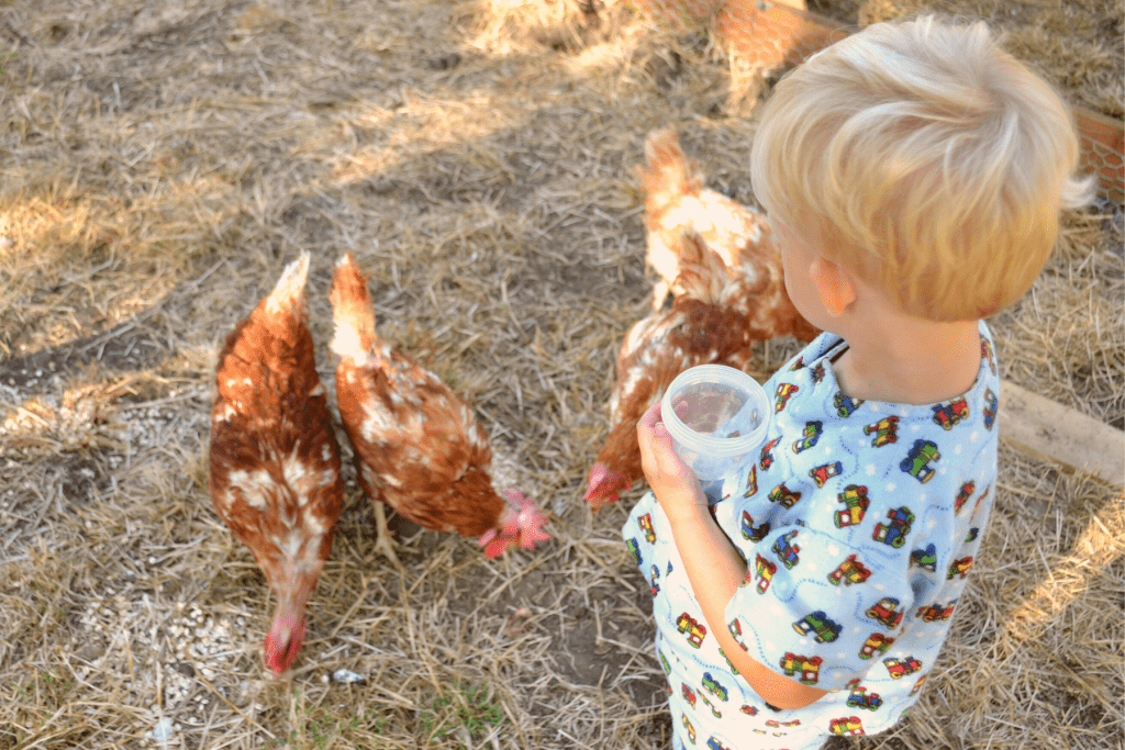 Laying Hens with boy
