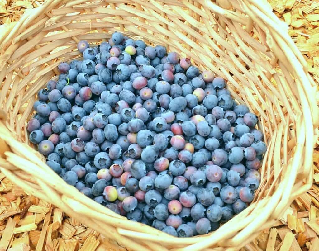 Blueberries in a Basket