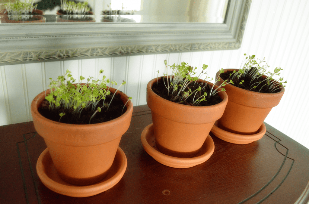 three sprouts pots