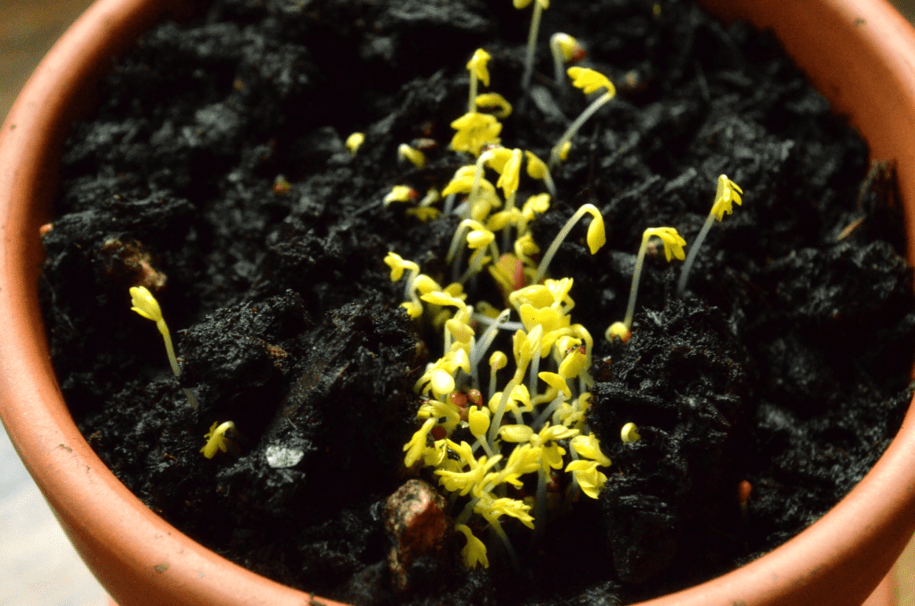 sprouts sprouting