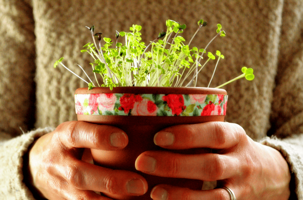 holding a pot of sprouts