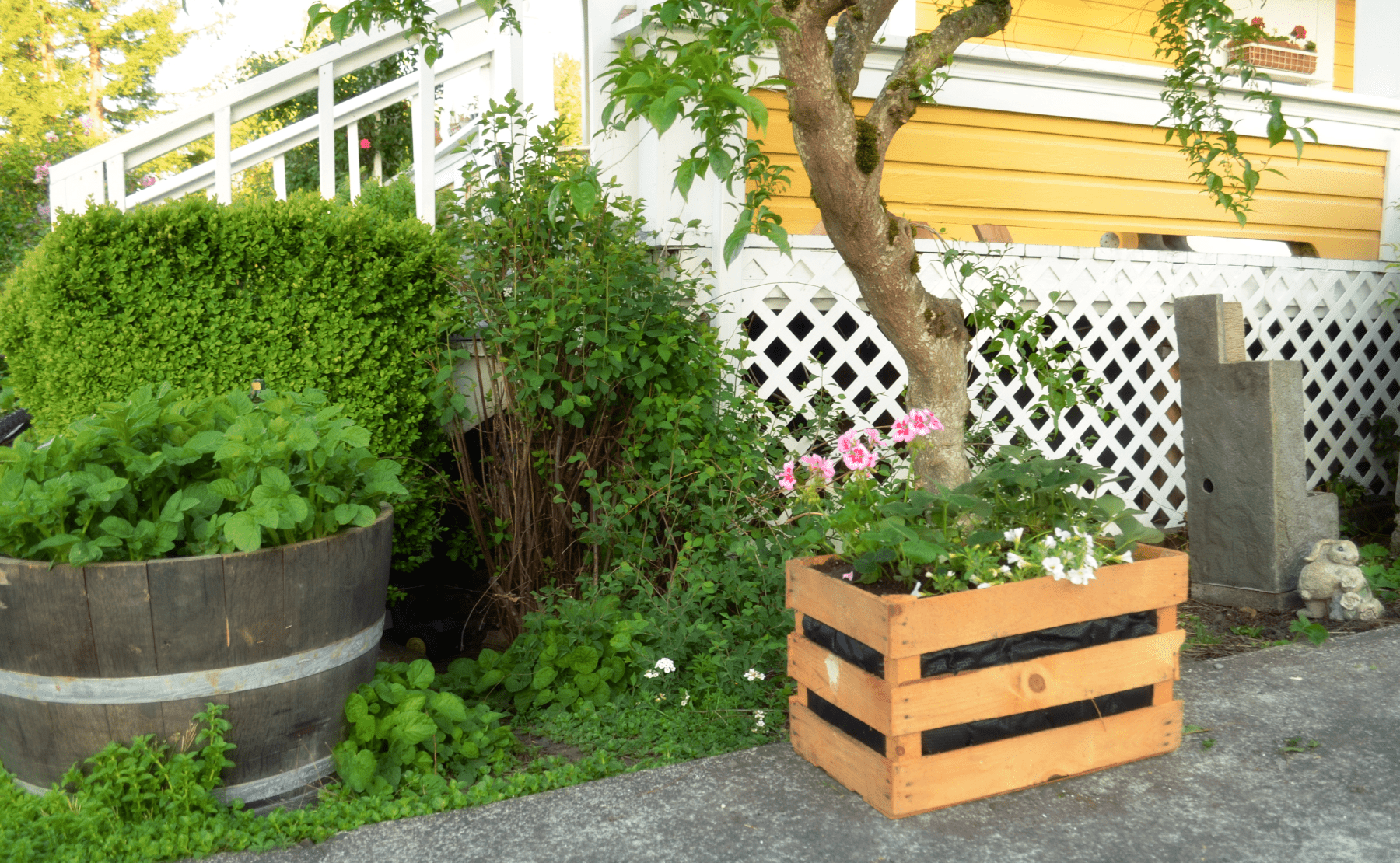 Crate box transfored into a plantar sits beneat a small tree and next to a half wine barrel plantar in front of latice trimed home