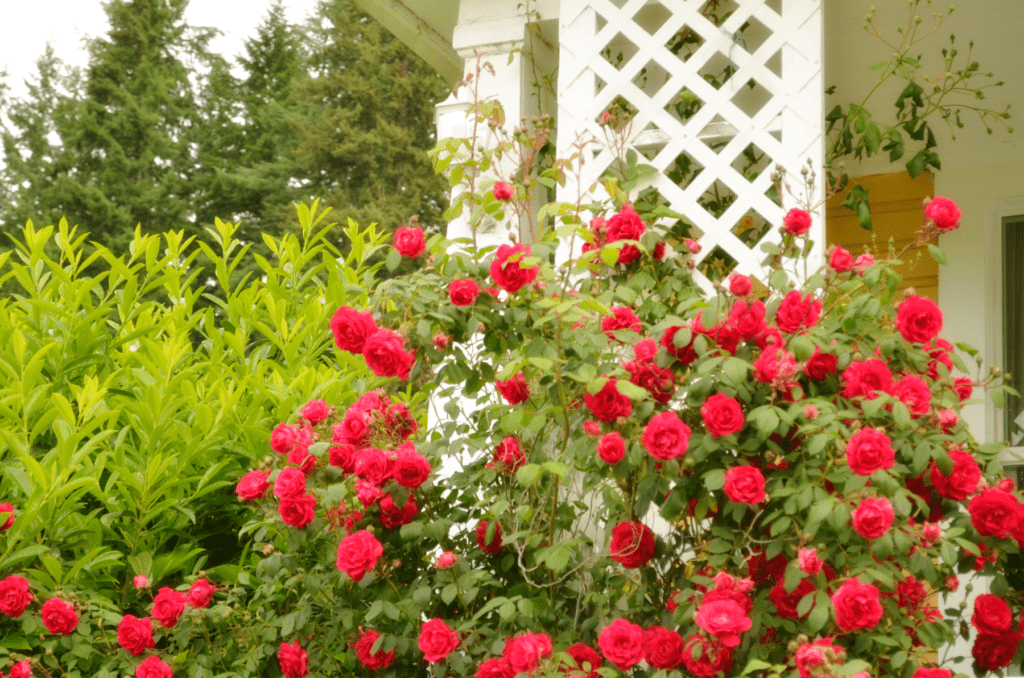 Hundreds of bright pink roses climb up a white trellis