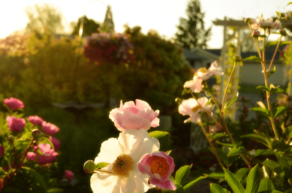 Peonies at twilight