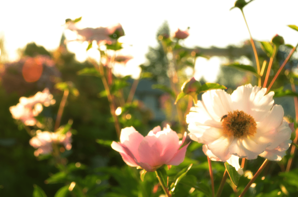 light streaming through light pink opened peony flowers