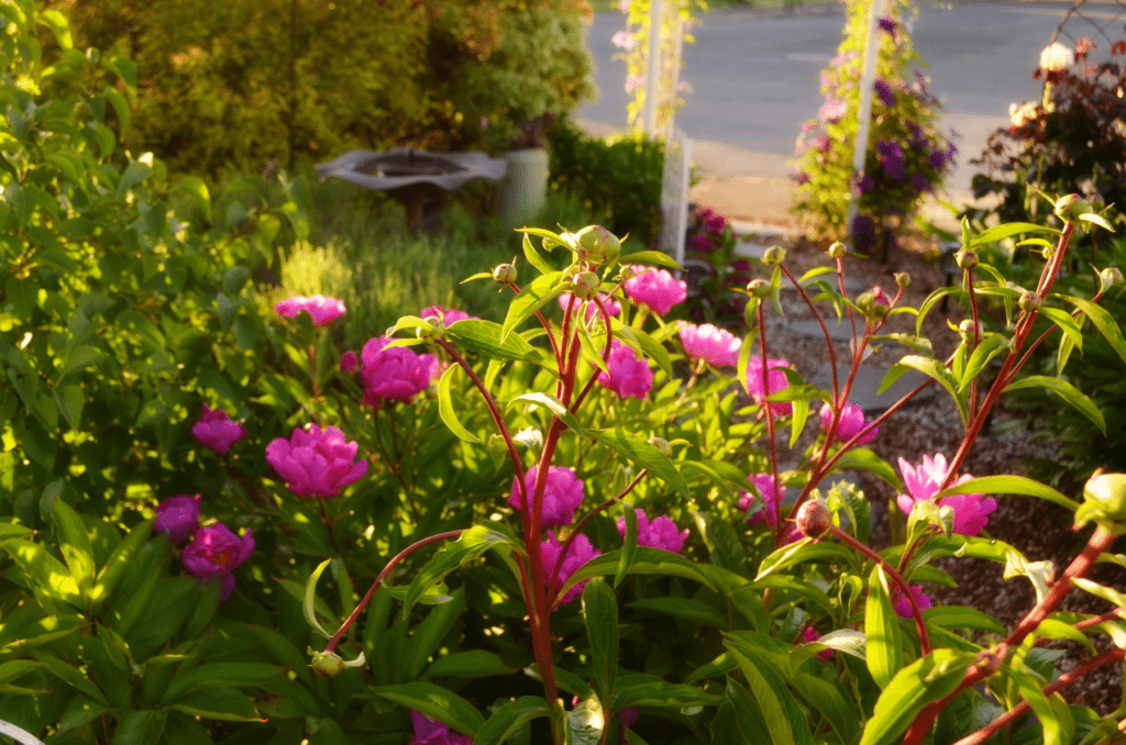 Fushia Peonies in an English Garden