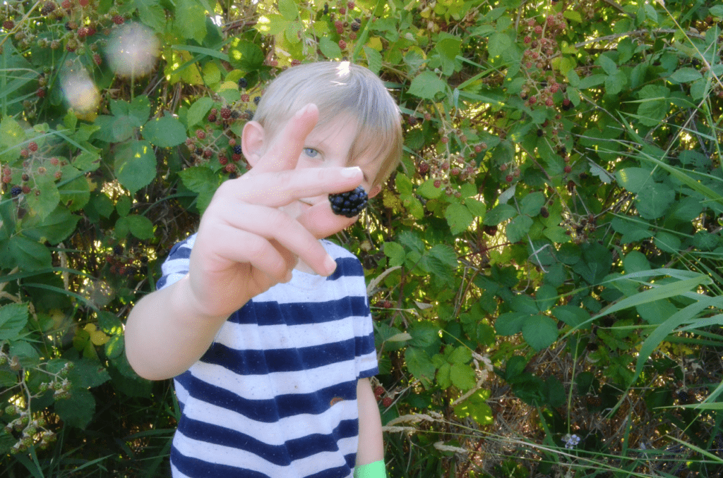little boy holds a dark plump blackberry in front of the camera. Behind him blackberry bushes grow green with pink , red and dark berries.