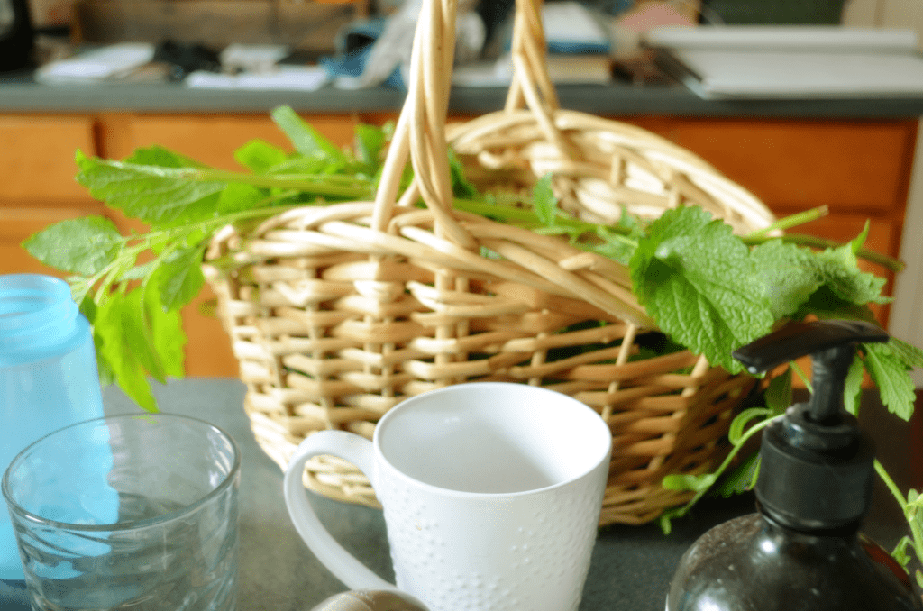 a basket of green lemon balm sits on a kitchen counter surrounded by cups and mugs.