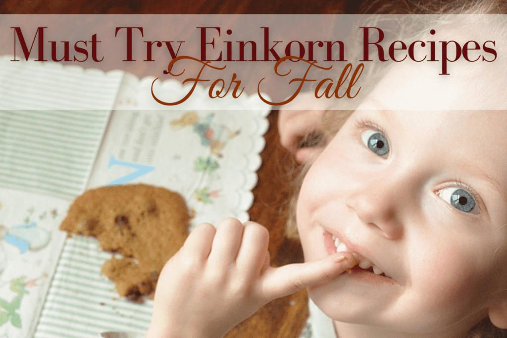 little girl eats an einkorn chocolate chip cookie 