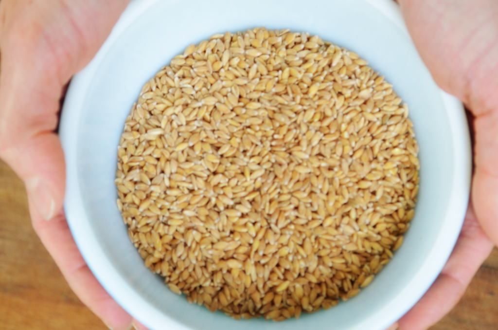 Hands hold a bowl filled with the ancient grain einkorn. Does einkorn cause inflammation? no.