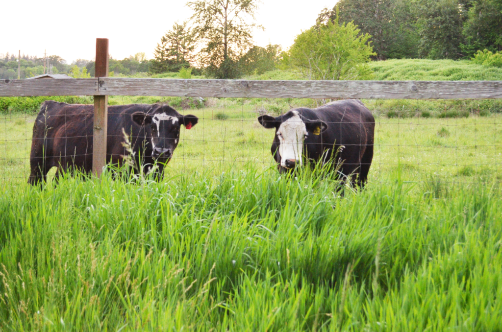 Two cows peer out from a grassy field. Learning how to homestead may include raising beef for grass fed meat.