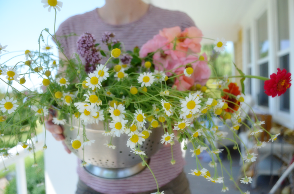 A large bundle of herbs and flowers are carried. Herbs are easy to grow and medicinally beneficial when learning how to homestead for special diets.