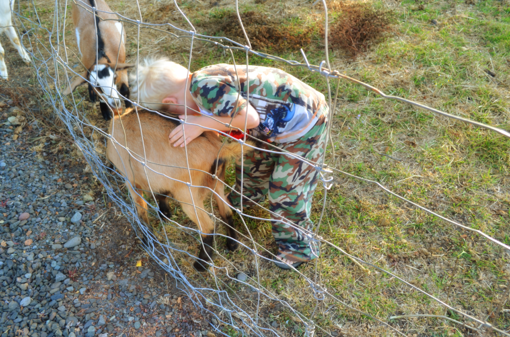 A little boy cuddles his goats. Goats are a great way to incorporate dairy when learning how to homestead for a special diet.