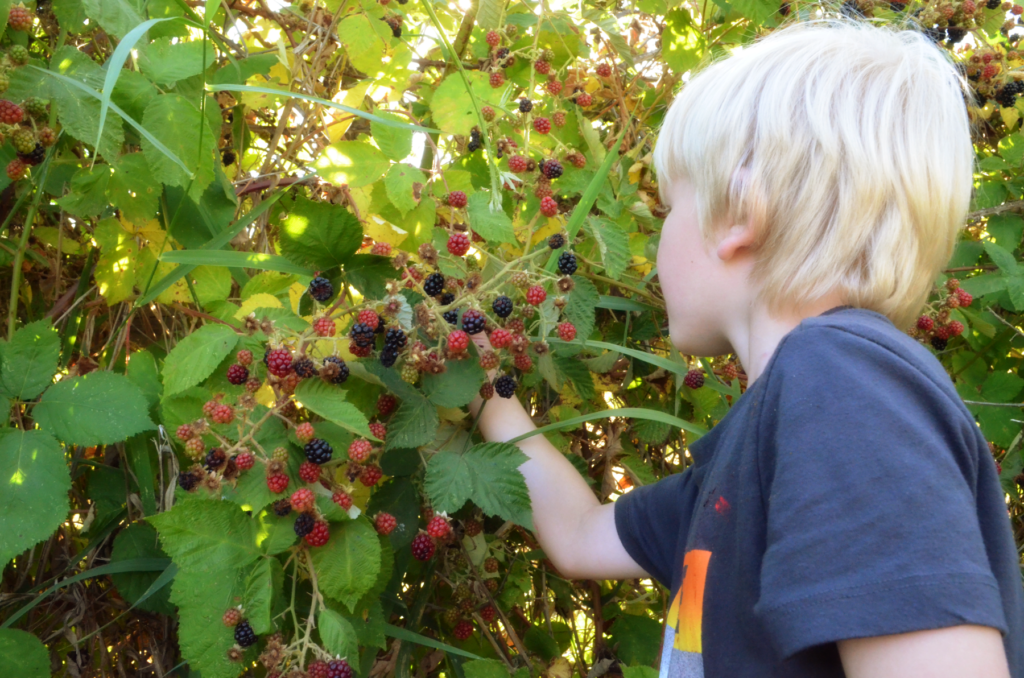 A boy picks blackberries. Homesteading to produce multiple options for fruits and veggies give more nourishment to bodies that can't tolerate some foods. 