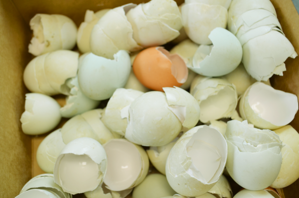 A box holds eggshells ready to be ground and planted with tomatoes