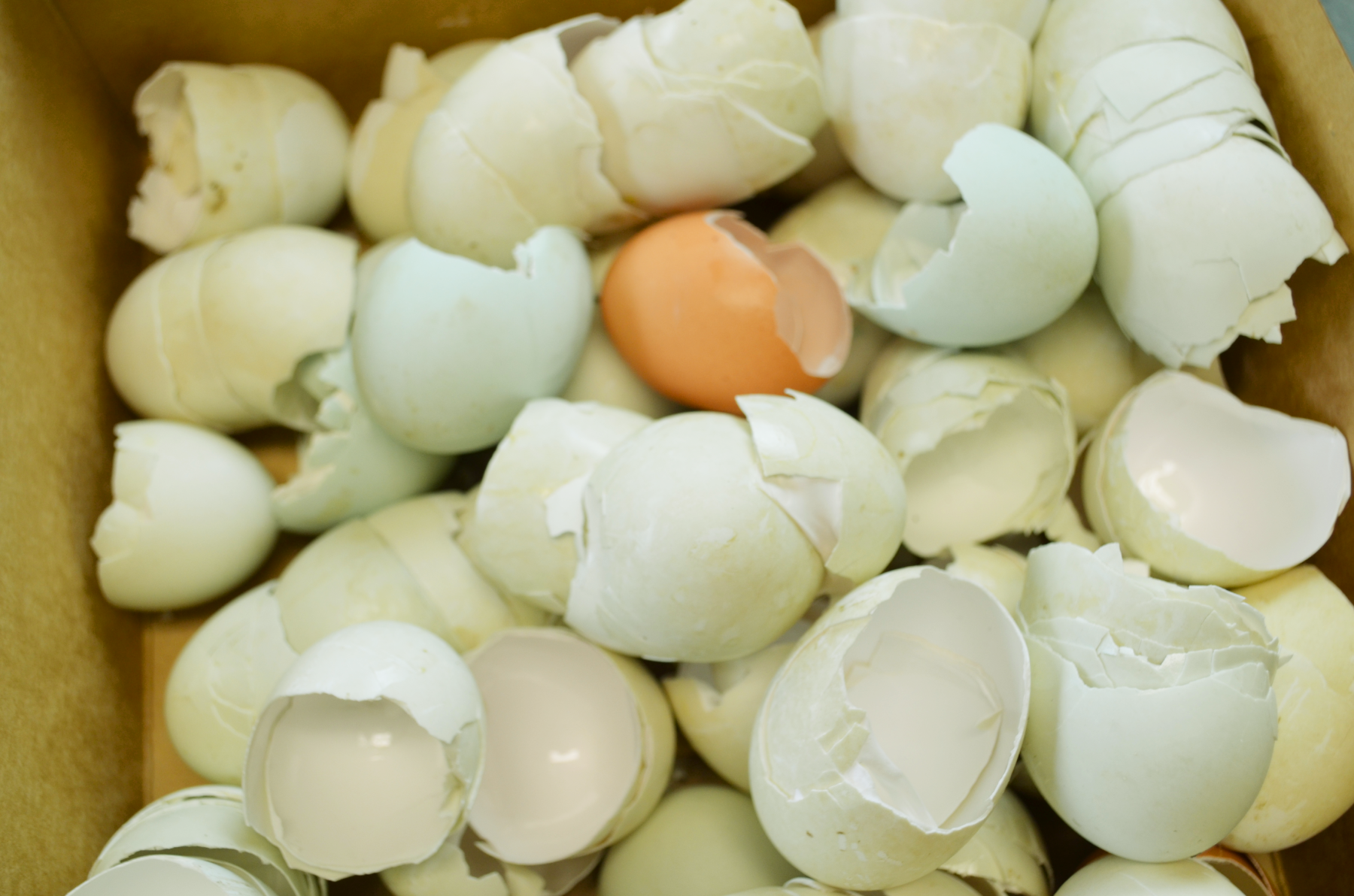 eggshells in a box for planting tomatoes