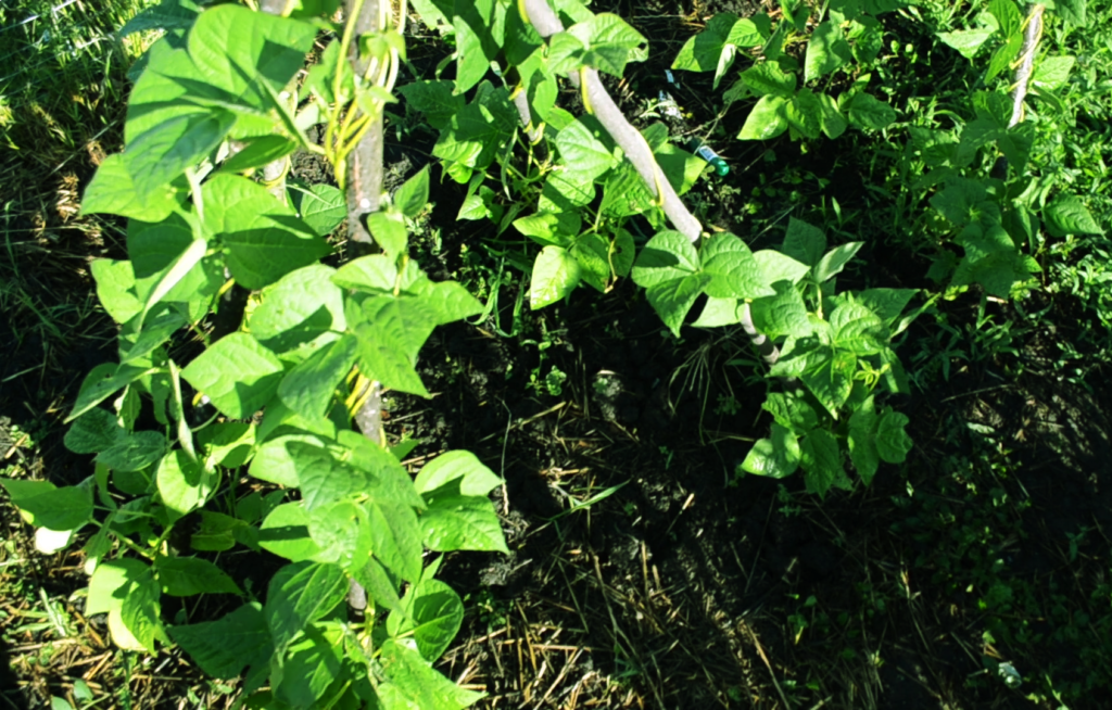 build a teepee green beans will love and see them climb