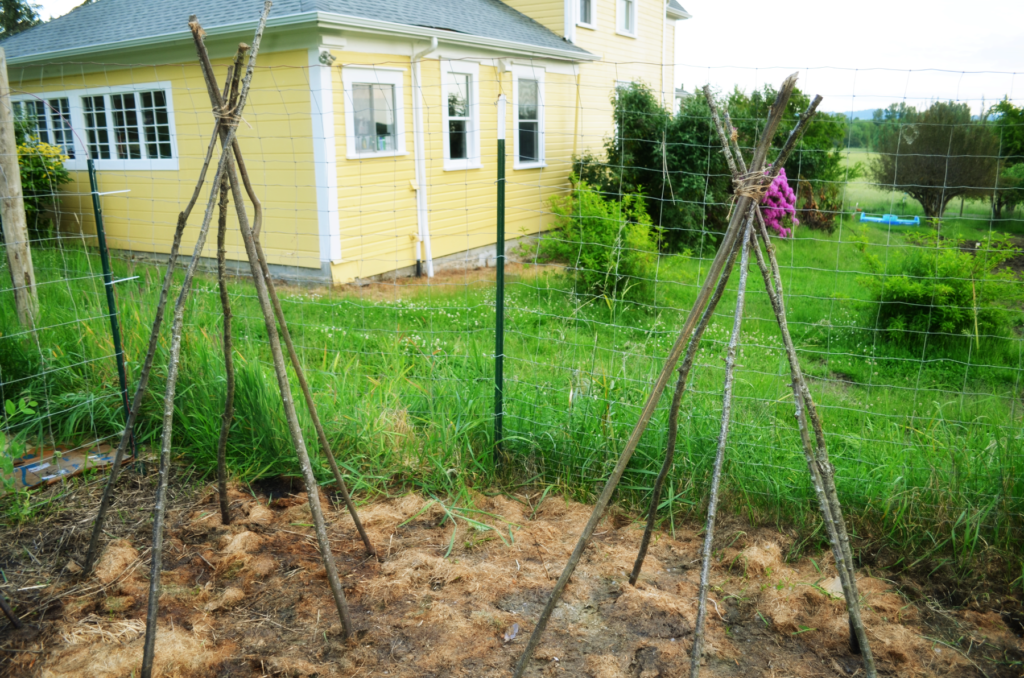 the finished green bean teepees