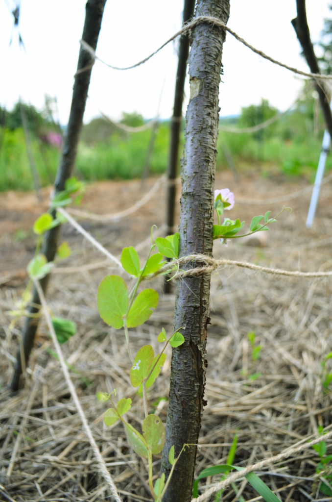 a teepee trellis green beans love AND sweet peas too.