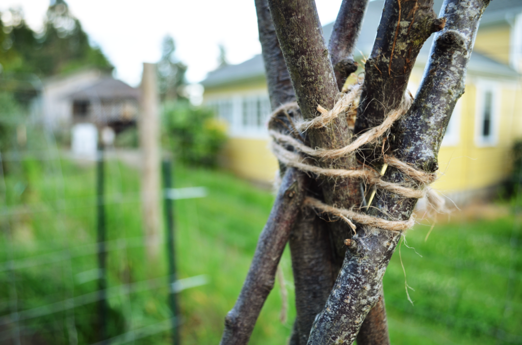 build a teepee green beans adore by tying the top with twine