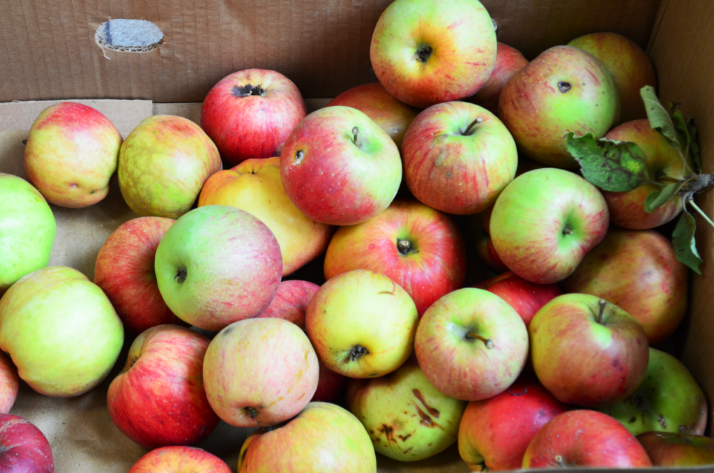 a box of just picked apples