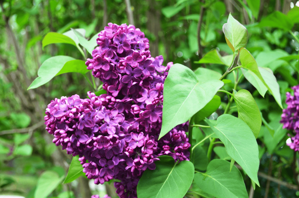Purple lilac flowers burst in bloom, their many groups of four petals forming a large bunch. Light shines down on the flowers surrounded by lively green leaves.