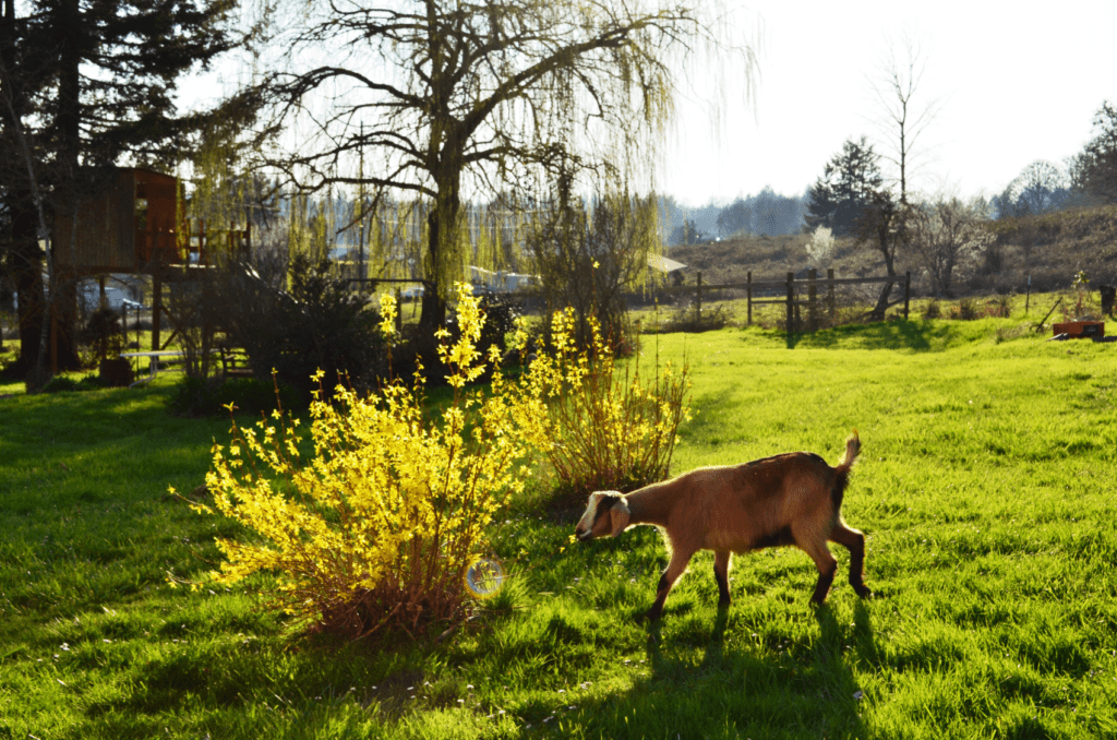 A goat reaches for bright yellow flowered bushes to much in the afternoon sunlight. A lively green field surrounds it. All is at peace. The goat is satisfied with no apparent stress. 