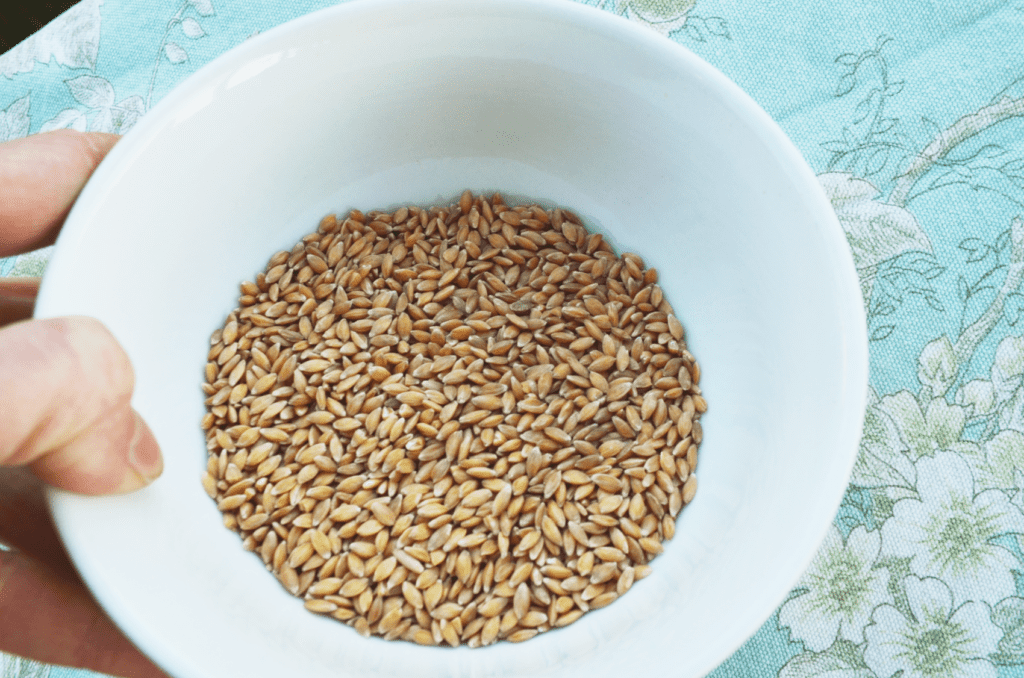 Small einkorn wheat berries have been hulled to the grain and are now held in a bright white bowl.
