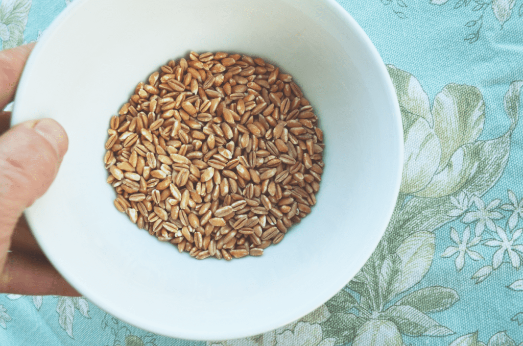 One difference between einkorn and emmer is seen in the middle slot cut down the center of these small emmer grains shown in a bright while bowl.