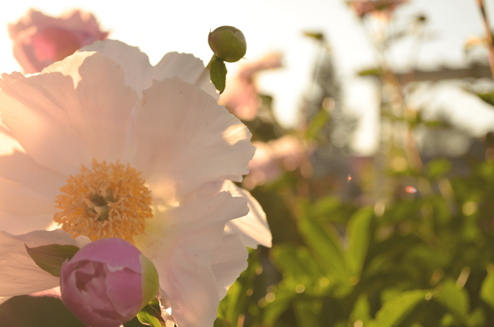 A close up of a soft pink peony shows off the suns warmth through it's petals while lively green leaves in the background.