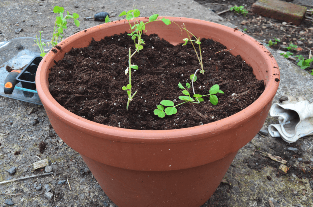 A ceramic pot holds peas waiting to be trained up a trellis for potted plants.