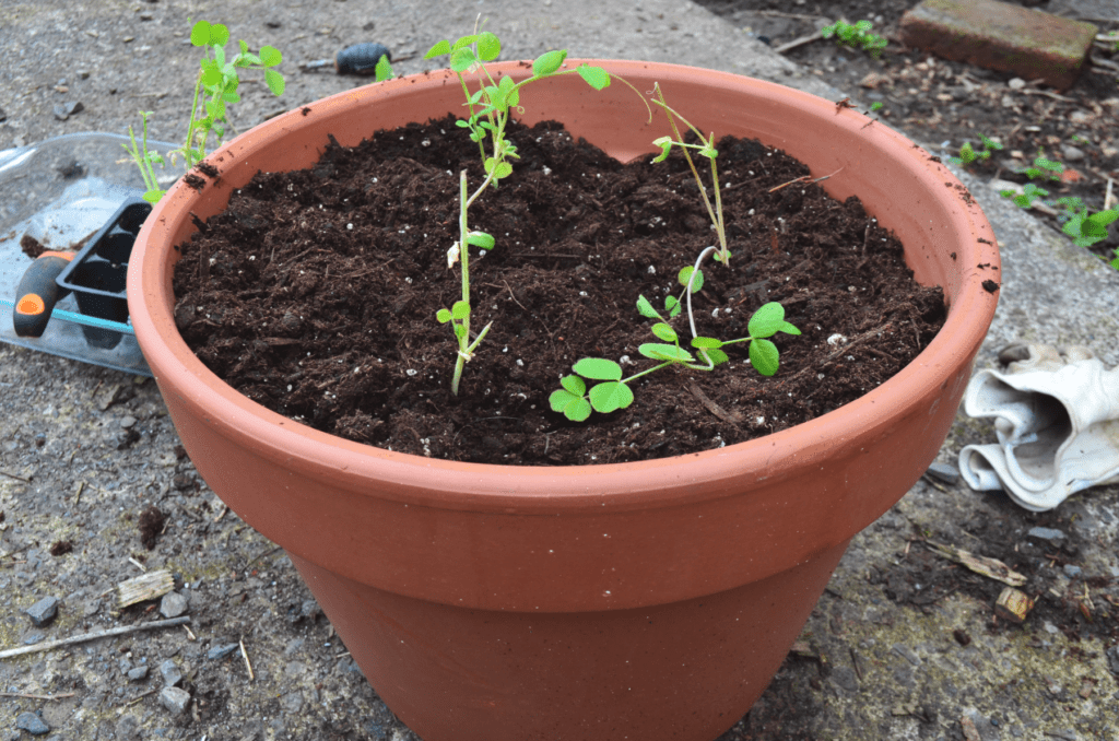 How to Make an Easy DIY Trellis for Potted Plants - Hilltop in the