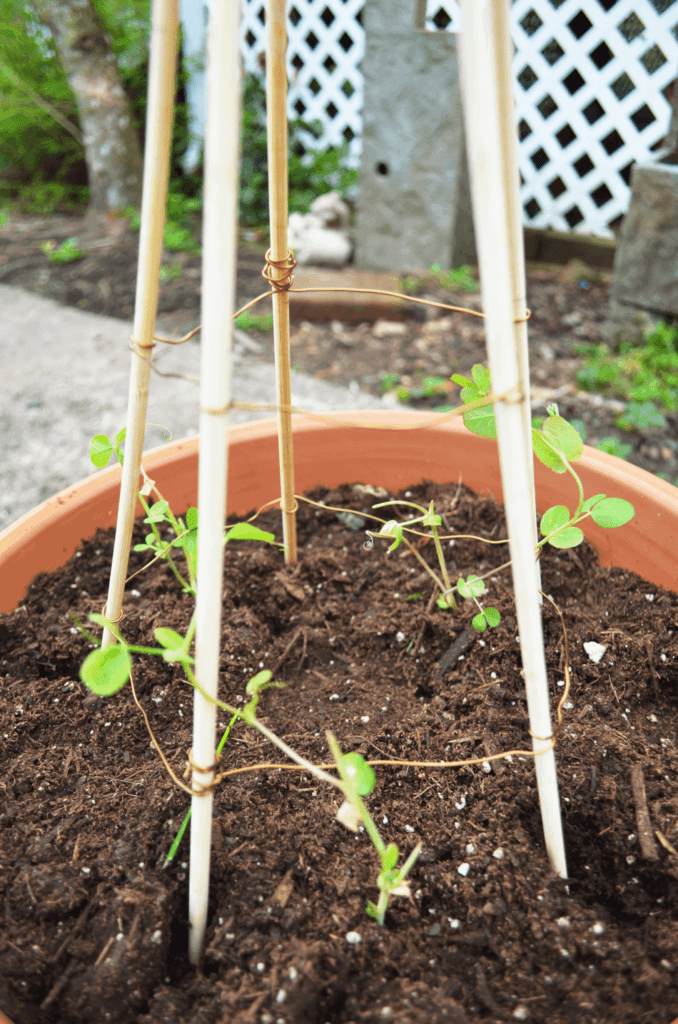 Small green pea shoots begin the climb up a wooden teepee trellis in a ceramic pot.