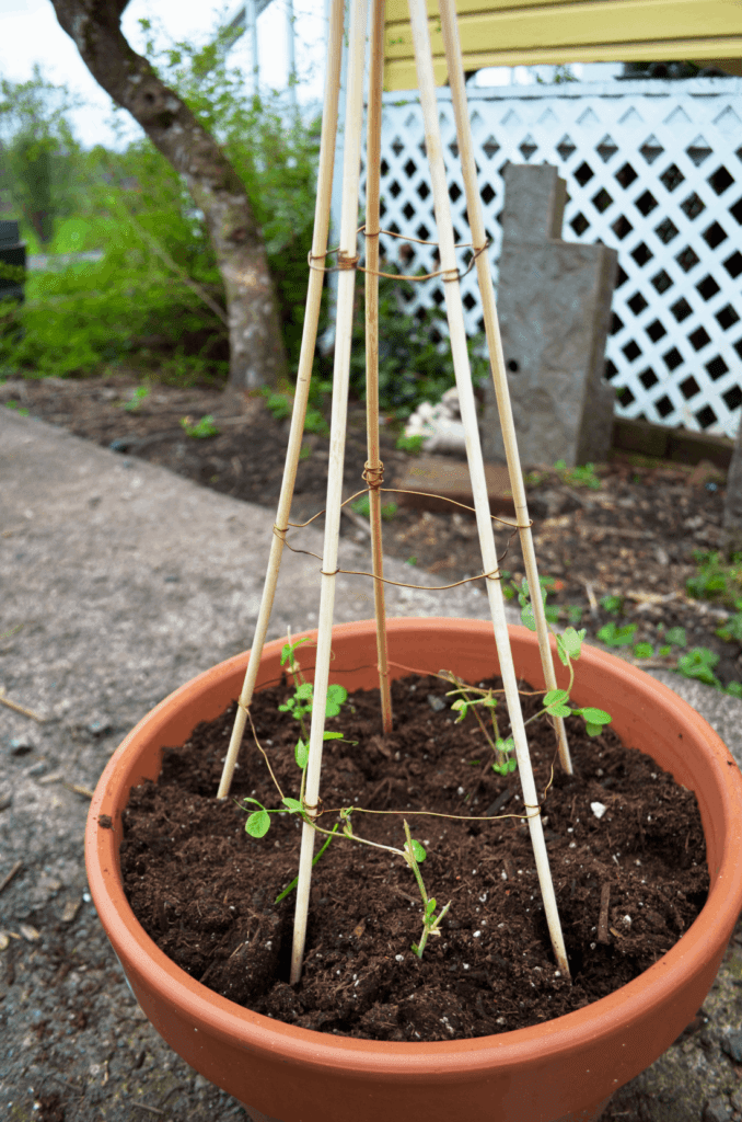 A finished teepee style trellis secured with wire shoots high out of a ceramic pot with baby pea shoots ready to climb.