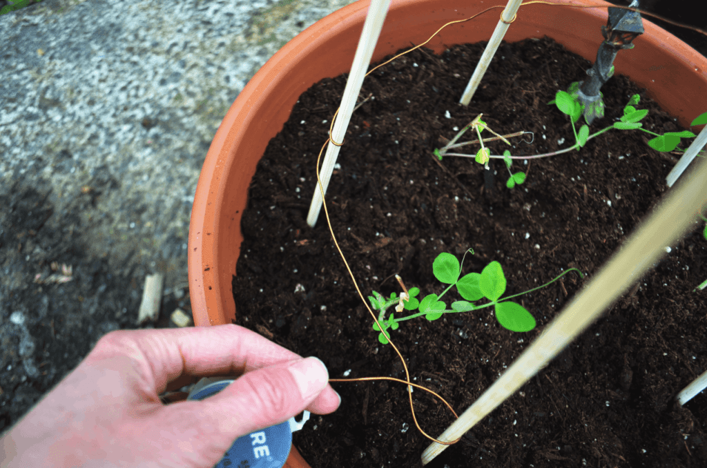 A hand stretched and wraps wire around wooden poles in a potted plant to create a DIY trellis.