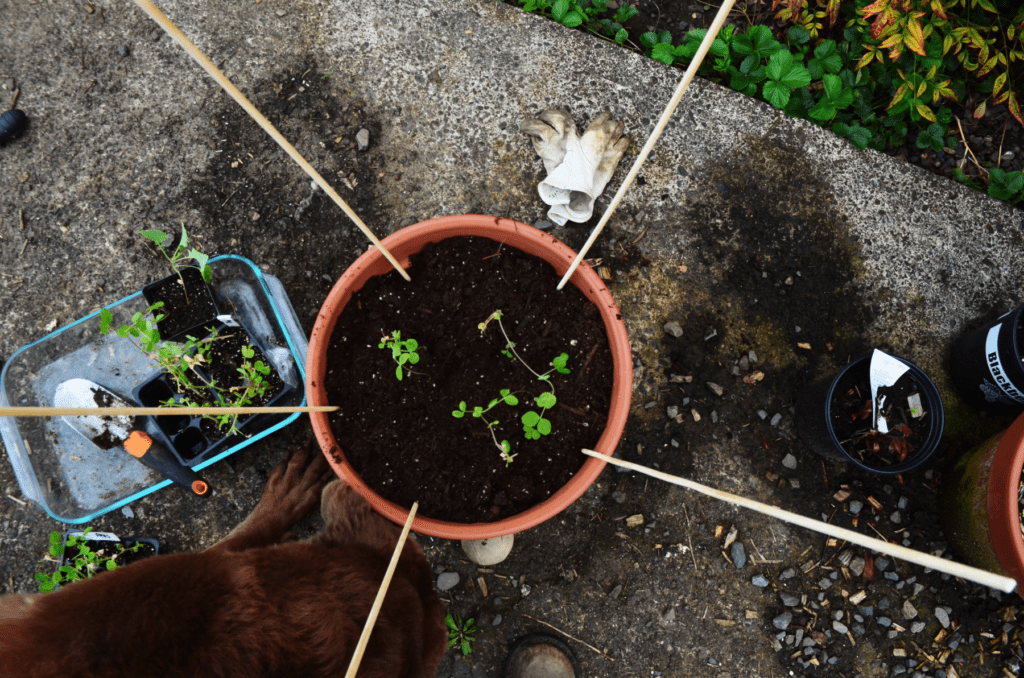 Five wooden sticks stand firm in with tops shooting out of a round pot ready to be secured as a trellis.