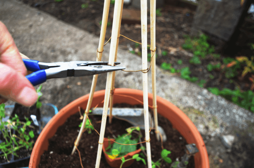 A hand reaches wire cutters to tighten a wiring while making a DIY trellis on a potted plant.