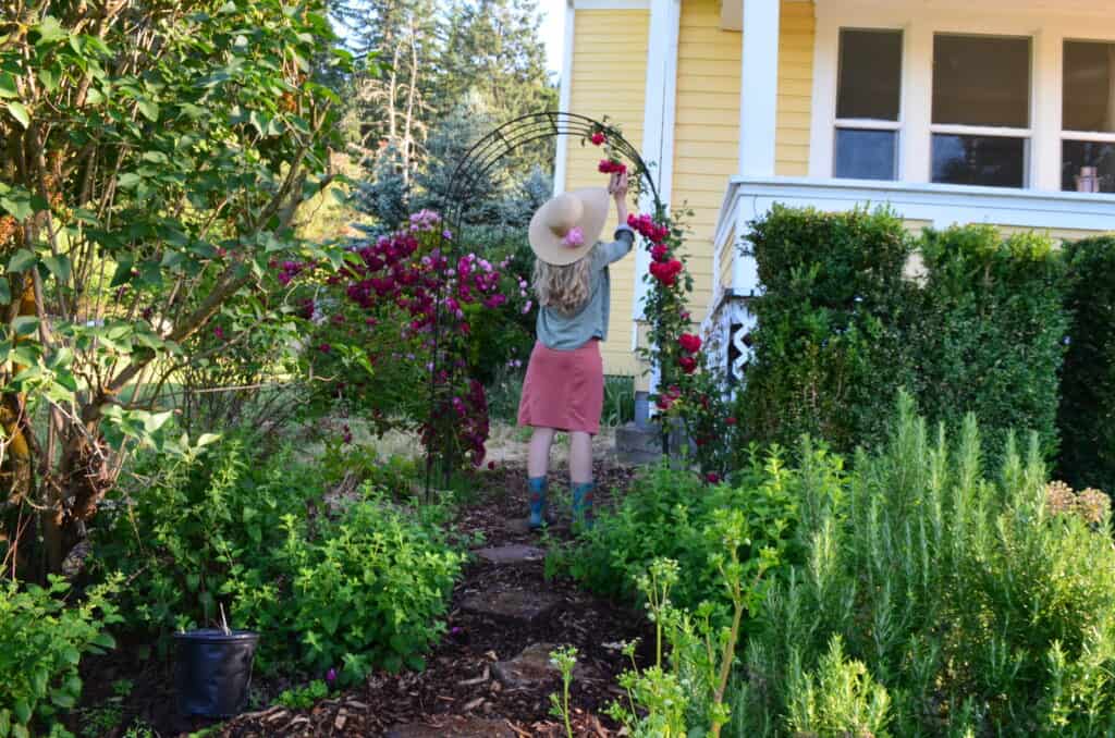 A girl tends to a bright red rose covered garden arbor during planting time.
