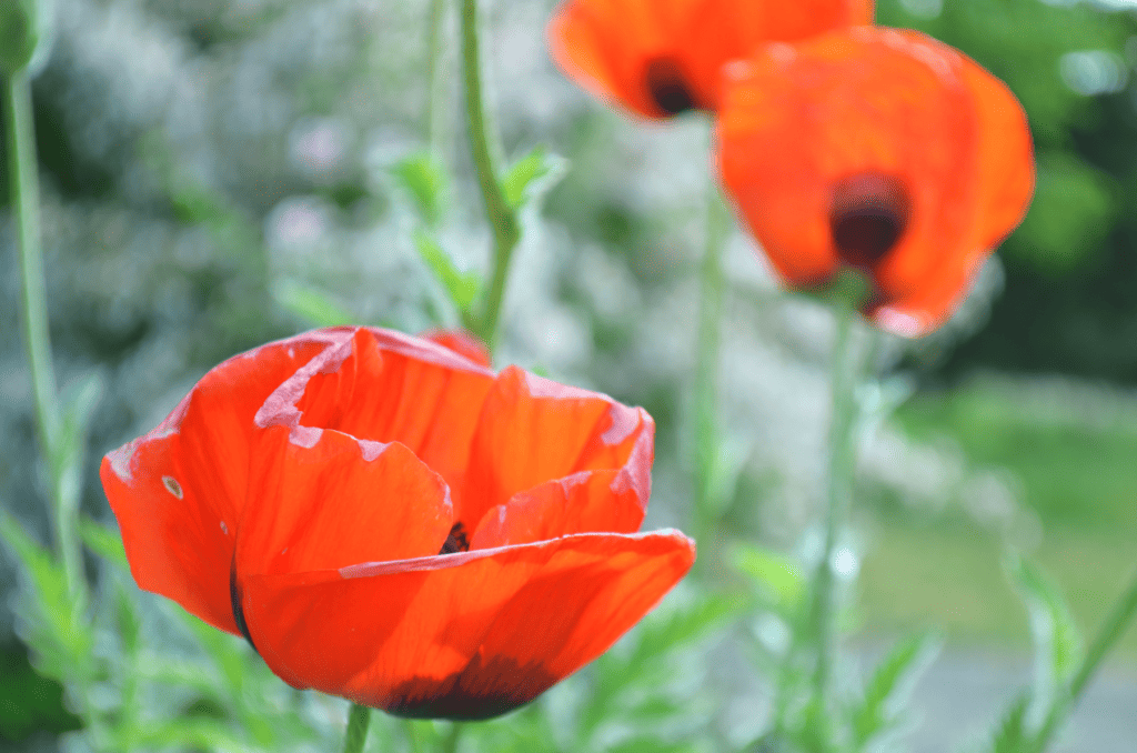 An orange Garden Poppy brightly blooming in the sun.