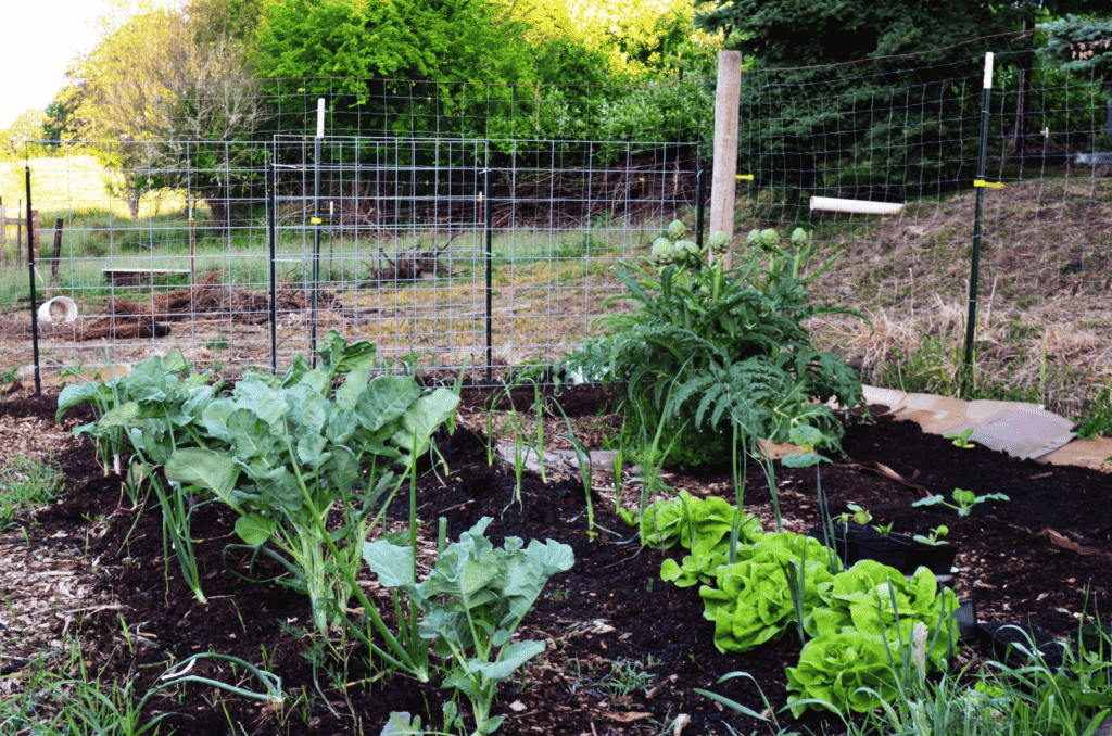 A well watered vegetable garden thrives with life.