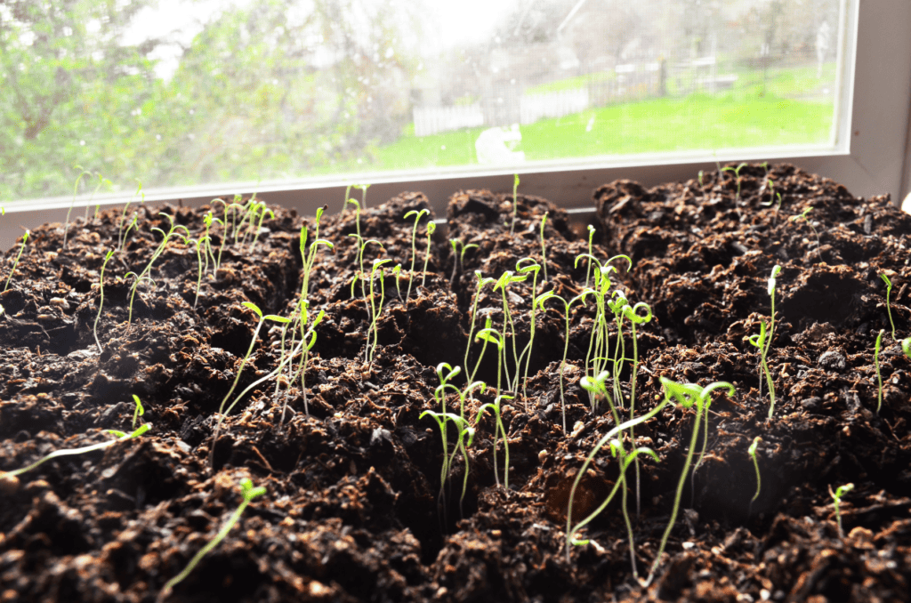 Poppy seedlings stretch toward the light of a window