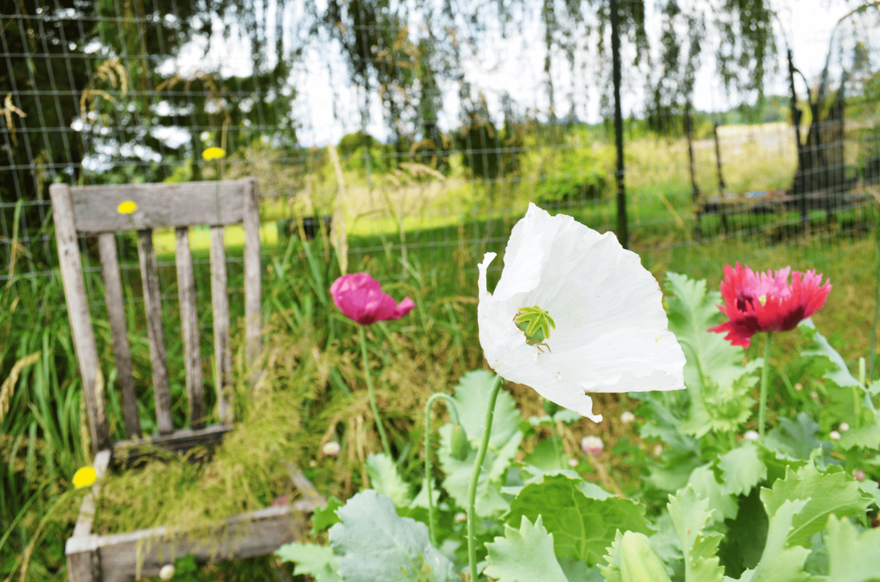 Poppy flowers in the Garden