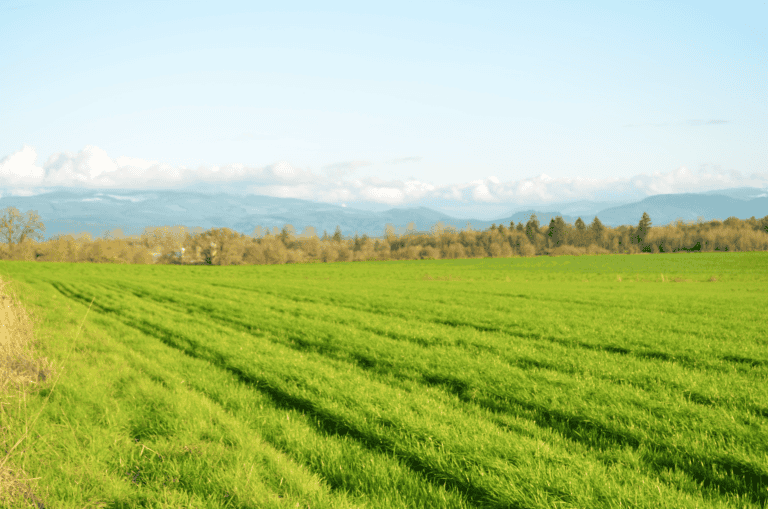 How to Remove Weed Killer Roundup from The Soil Naturally