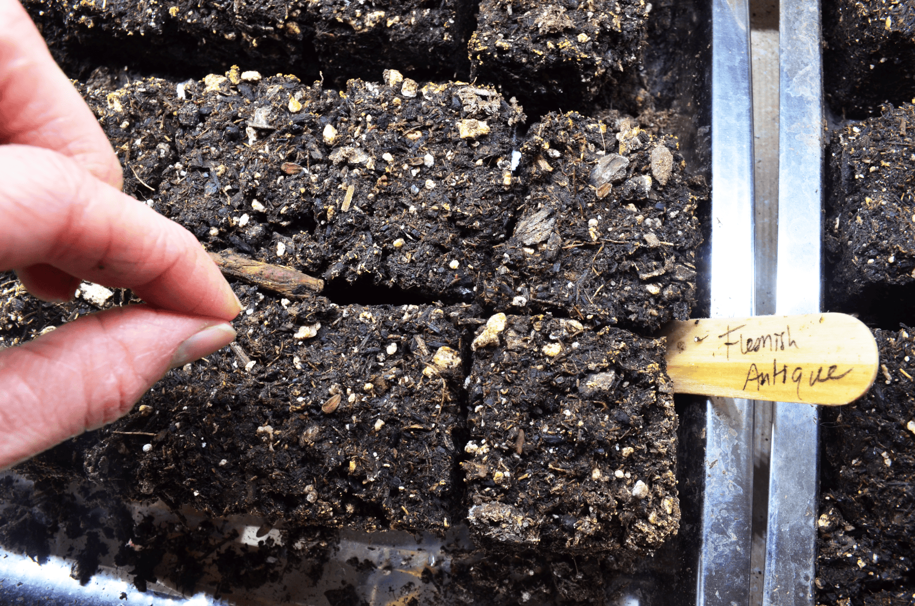 Beginners Guide: How to Grow Poppies Indoor From Seeds - Hilltop in the ...