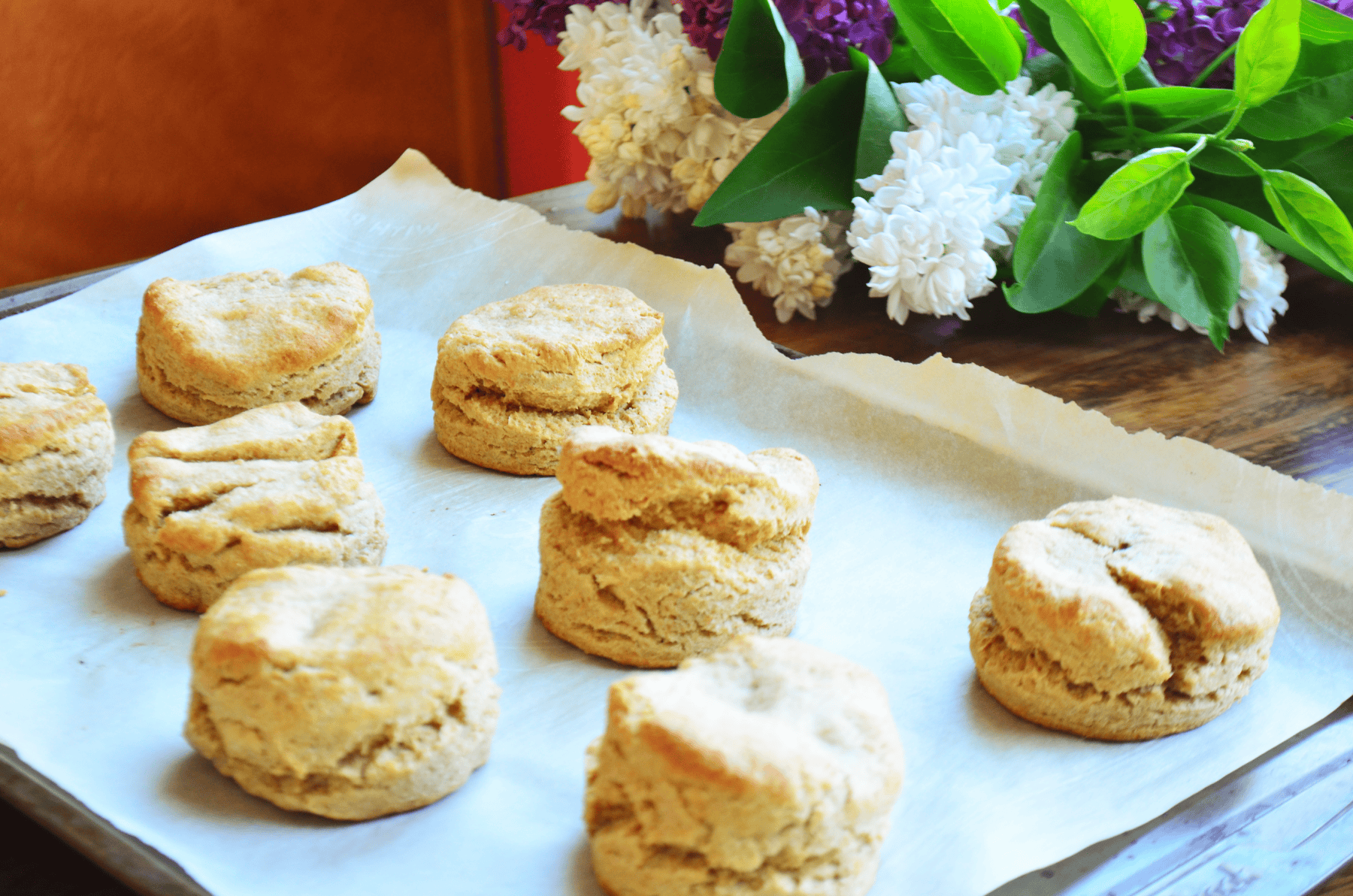 whole wheat einkorn biscuits made with fresh ground flour sit on a baking pan hot from the oven.