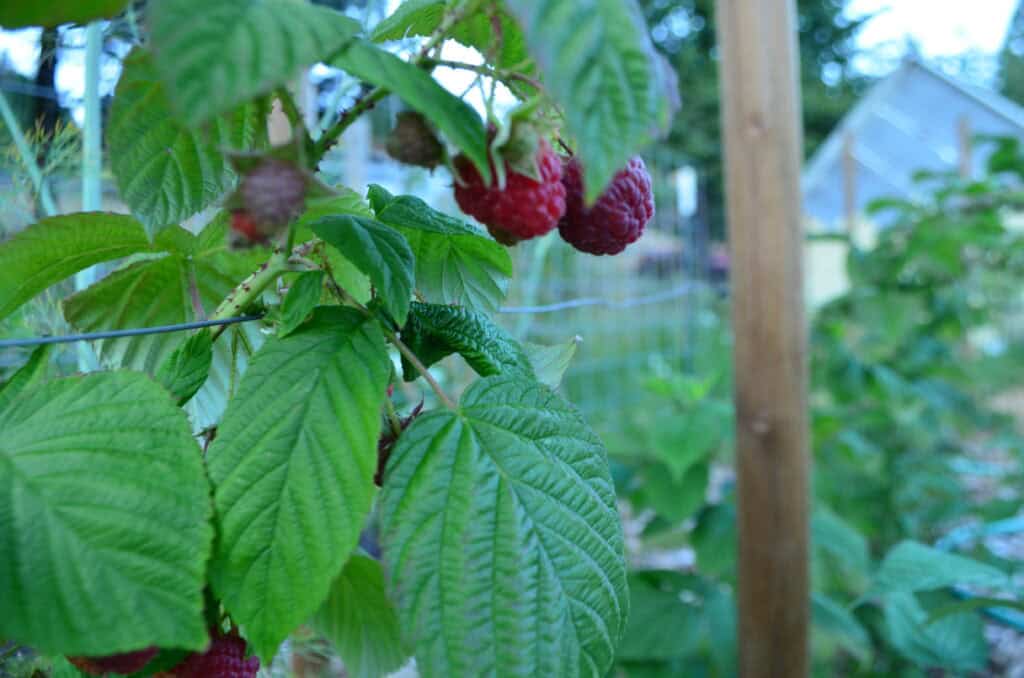 raspberry trellis holds ripe red raspberries