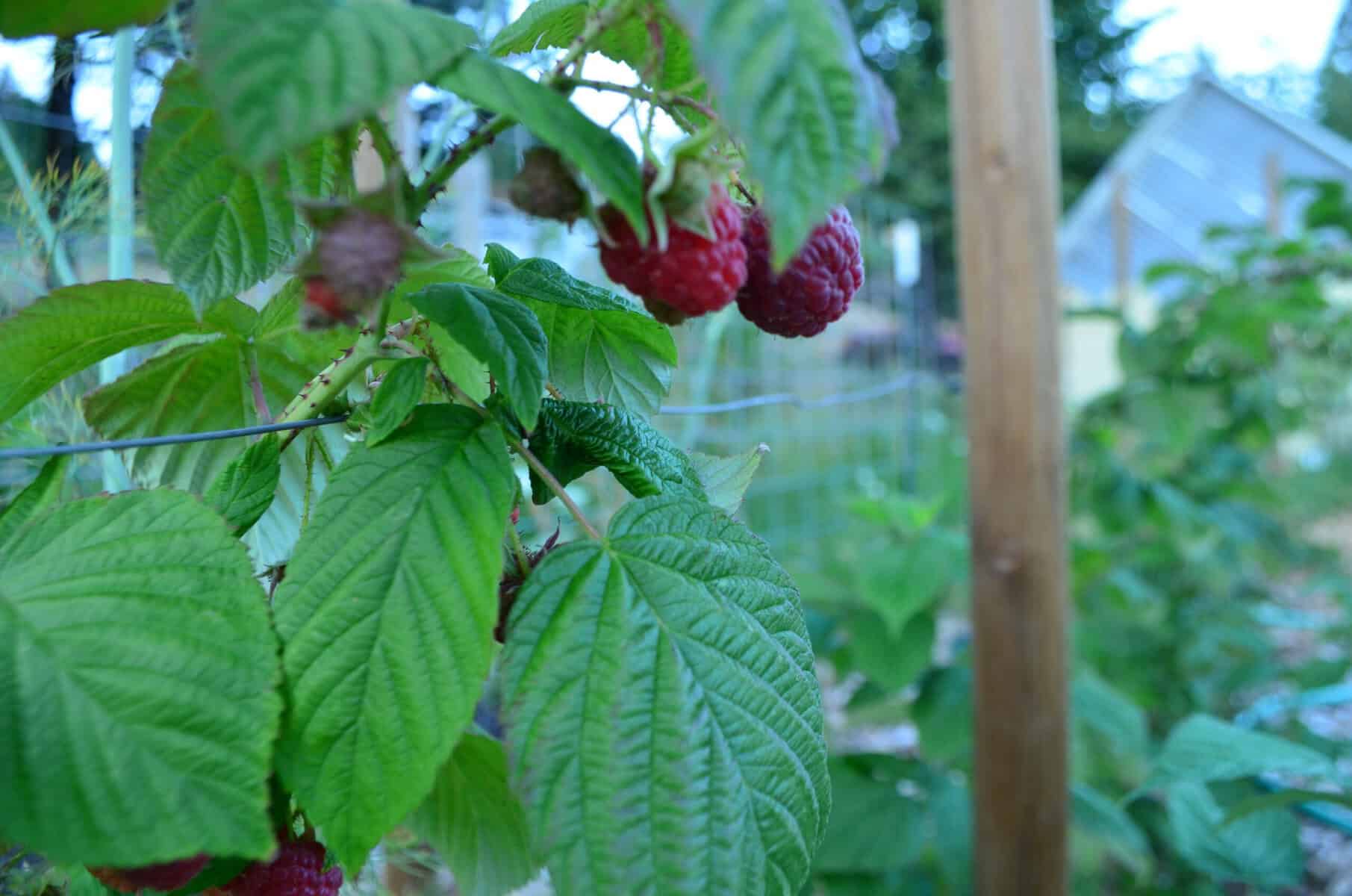 raspberry trellis holds ripe red raspberries