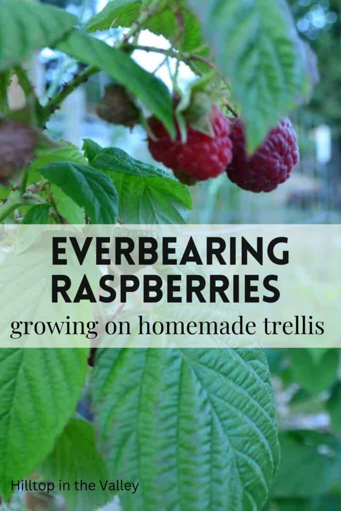 Everbearing raspberry plants growing on a homemade trellis system